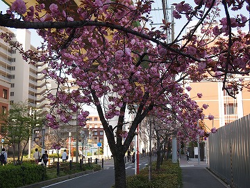 八重桜2 (2).jpg