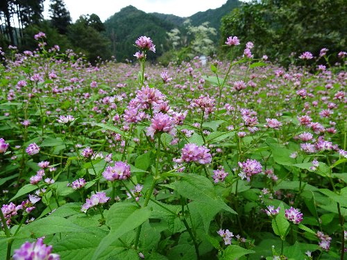 常翔学園中学校・高等学校