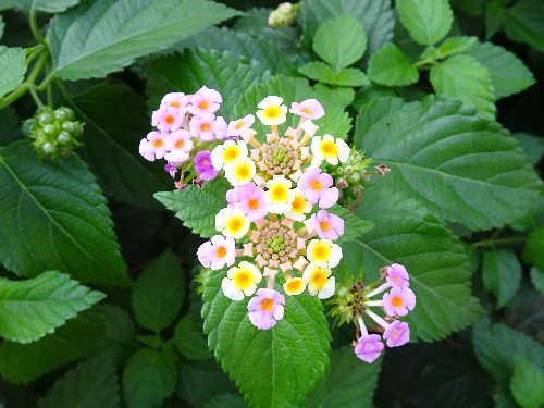 常翔学園中学校・高等学校