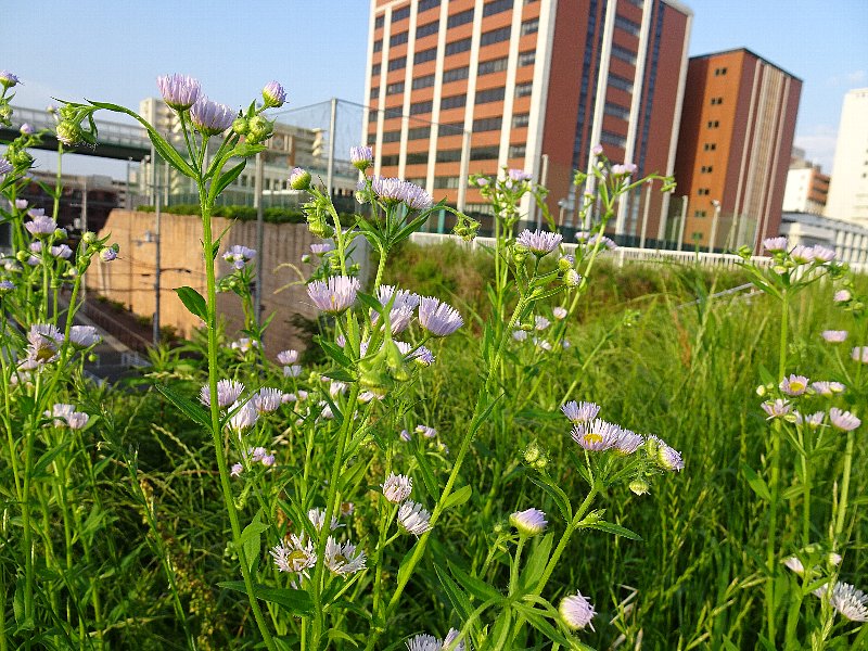 常翔学園中学校・高等学校