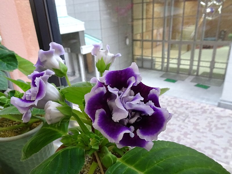 常翔学園中学校・高等学校