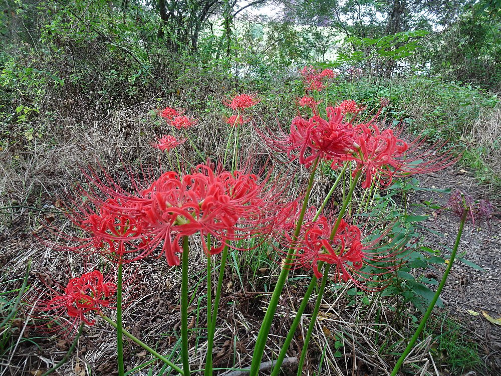 常翔学園中学校・高等学校