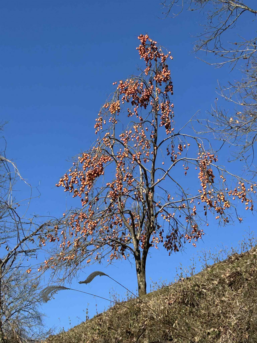 常翔学園中学校・高等学校